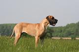 DOGUE ALLEMAND 526